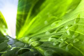 Cleaning for health in the PNW