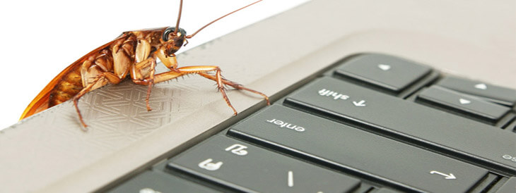 How to Avoid Office Pest Infestation: Regular Cleaning & Maintenance